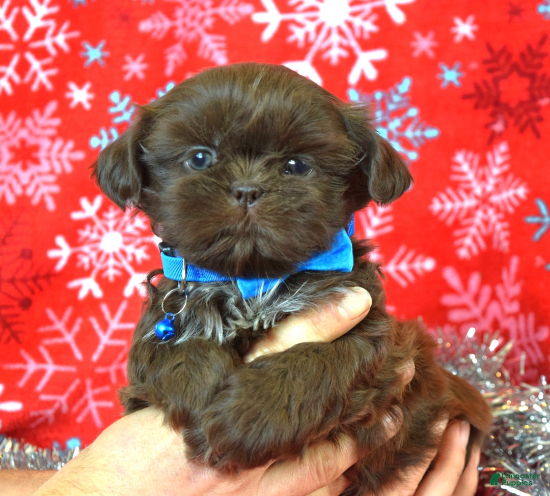 Shih Tzu dogs for sale: Cookie - Ad 11