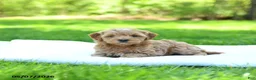 Mini Goldendoodle dogs for sale: Piper - Ad 3