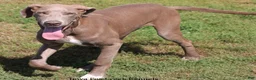 Great Dane dogs for sale: Great Dane 2 - Ad 4
