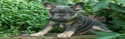 French Bulldog dogs for sale: 🐾 Mateo - Ad 10