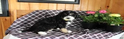 Bernedoodle dogs for sale: Pansy - Ad 5