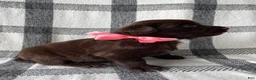 Mixed Breed dogs for sale: Allie - Ad 4