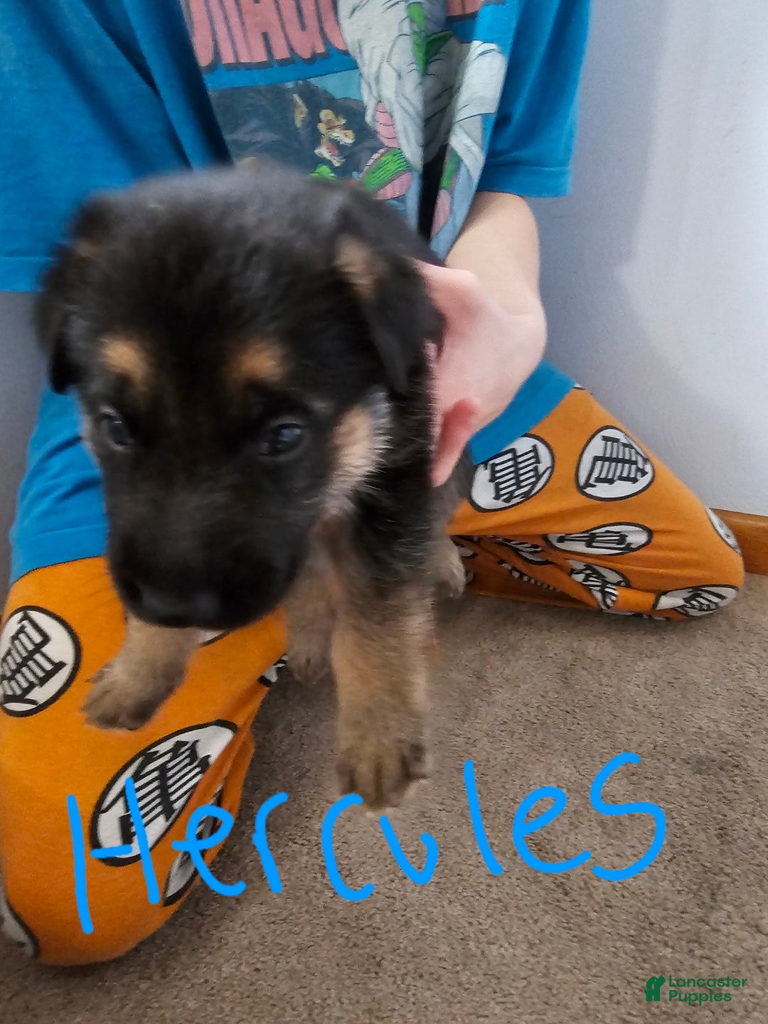 German Shepherd dogs for sale: German Shepherd Puppy 2 - Ad 1