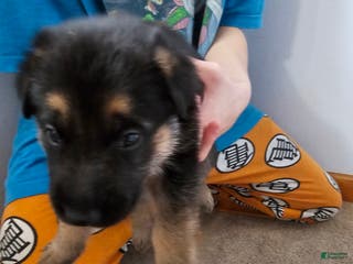 German Shepherd dogs German Shepherd Puppy 2 - Ad 20