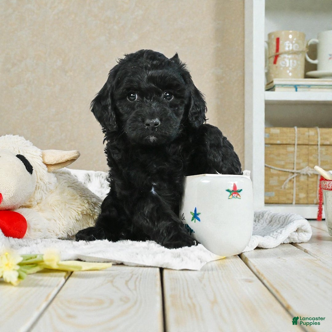 Cockapoo dogs for sale: cindy - Ad 4