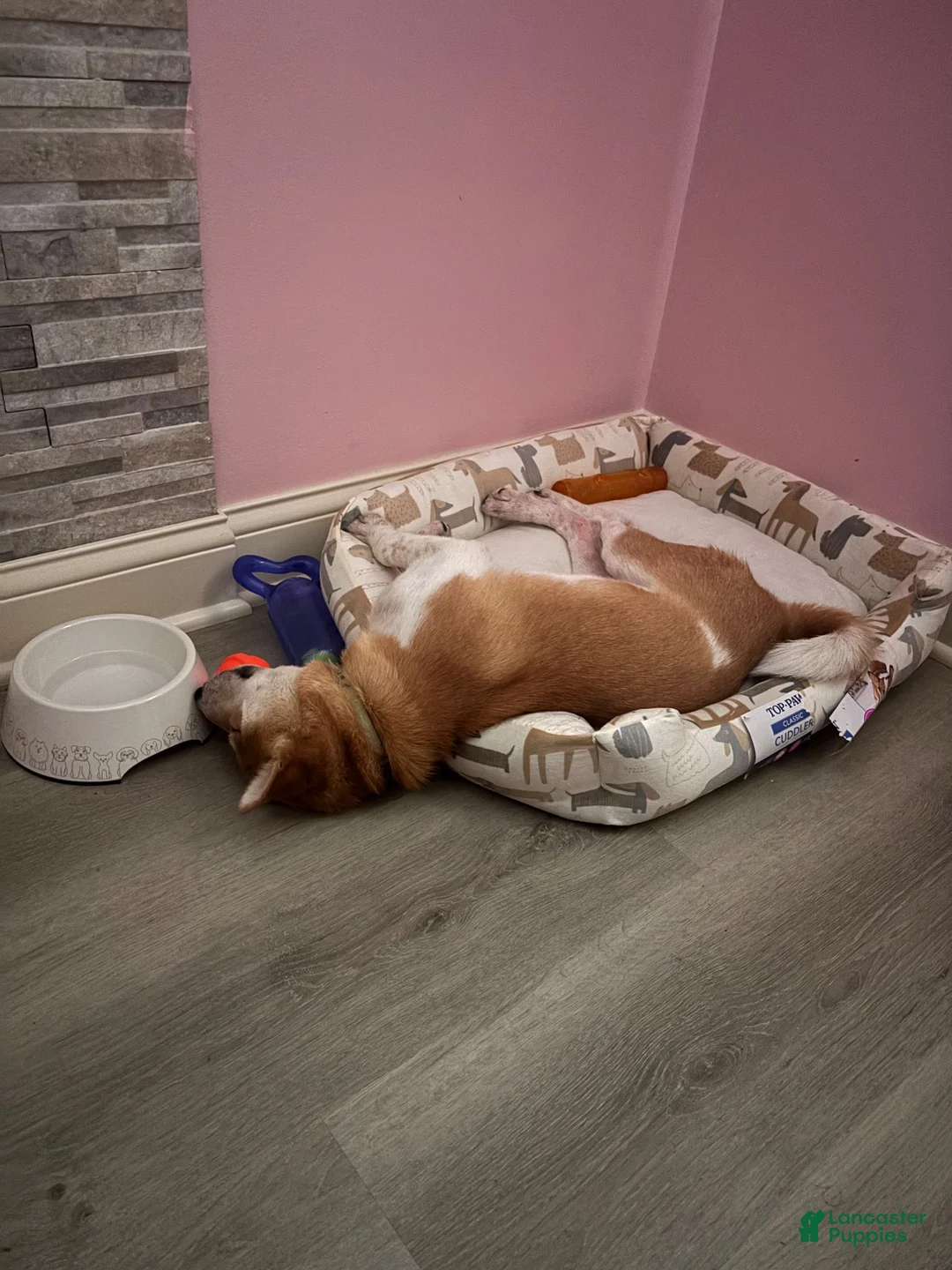 Shiba Inu dogs for sale: Shiba Inu 1 - Ad 2