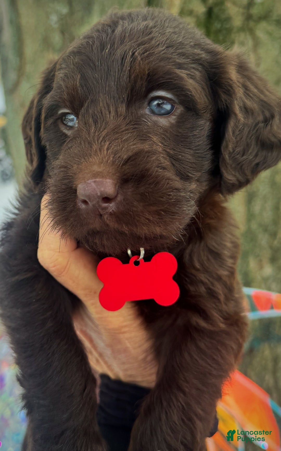 Labradoodle dogs for sale: Labradoodle Puppy 1 - Ad 11