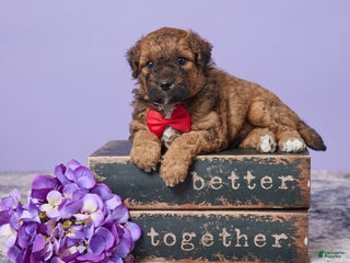 Mini Goldendoodle dogs - Ad 18