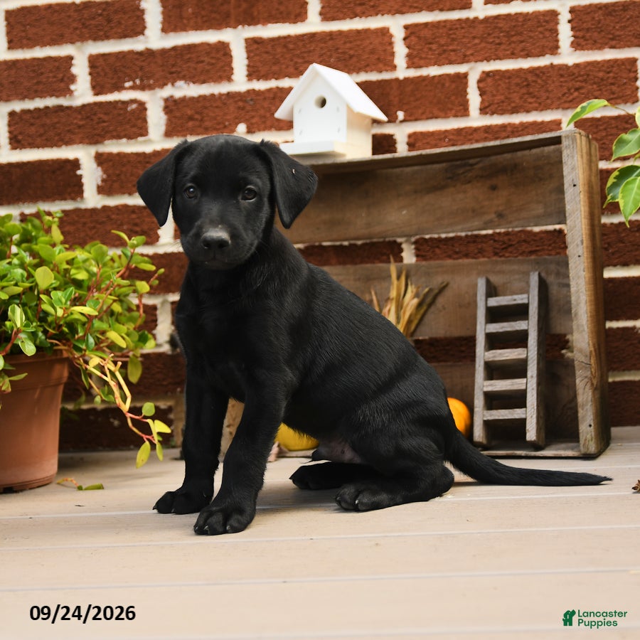 Labrador Retriever dogs for sale: Pickles - Ad 2