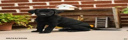 Labrador Retriever dogs for sale: Pickles - Ad 1