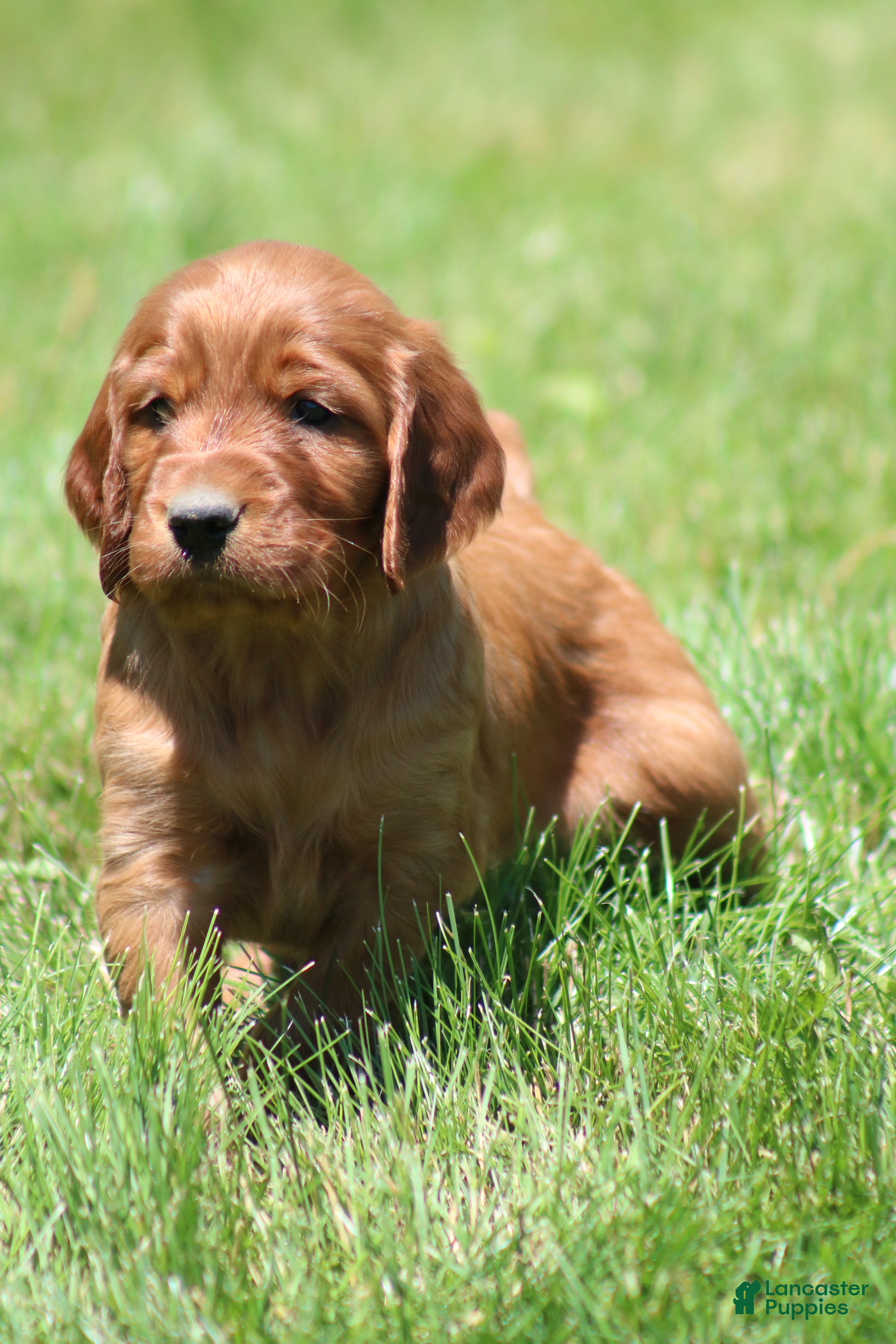 Irish Setter dogs for sale: Sammy - Ad 10