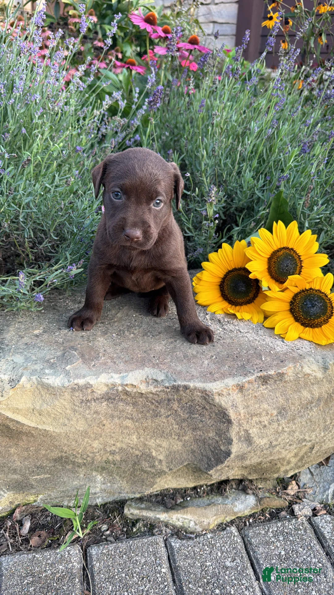 Labrador Retriever dogs for sale: Daisy May - Ad 1
