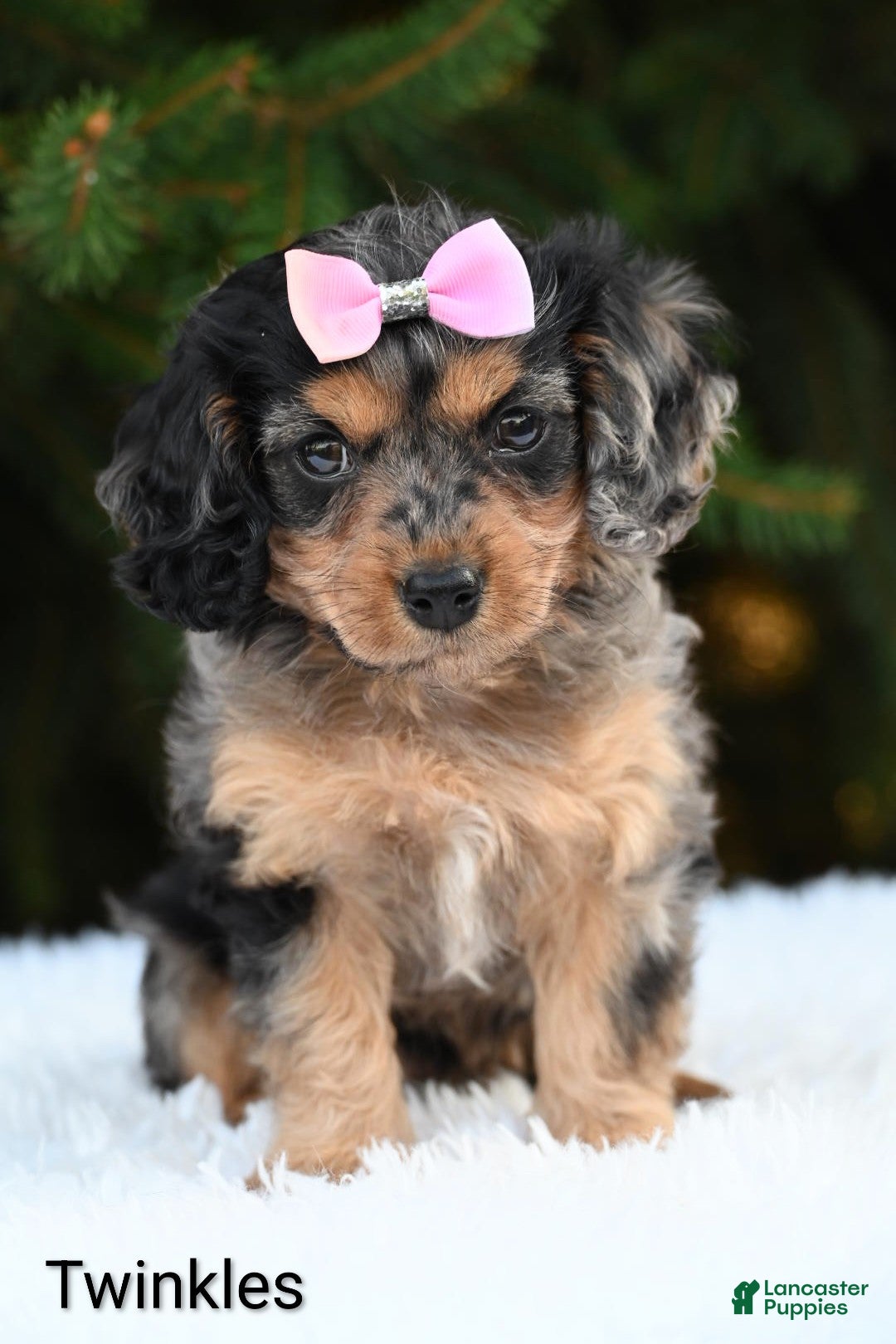 Cavapoo dogs Twinkles - Ad 1