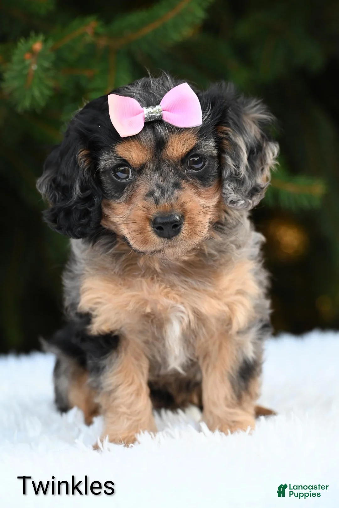 Cavapoo dogs for sale: Twinkles - Ad 1