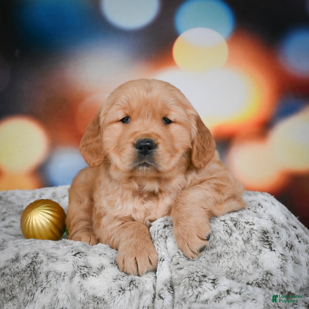 Golden Retriever dogs for sale: Charlie - Ad 8