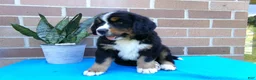 Bernese Mountain Dog dogs for sale: Trinity - Ad 8