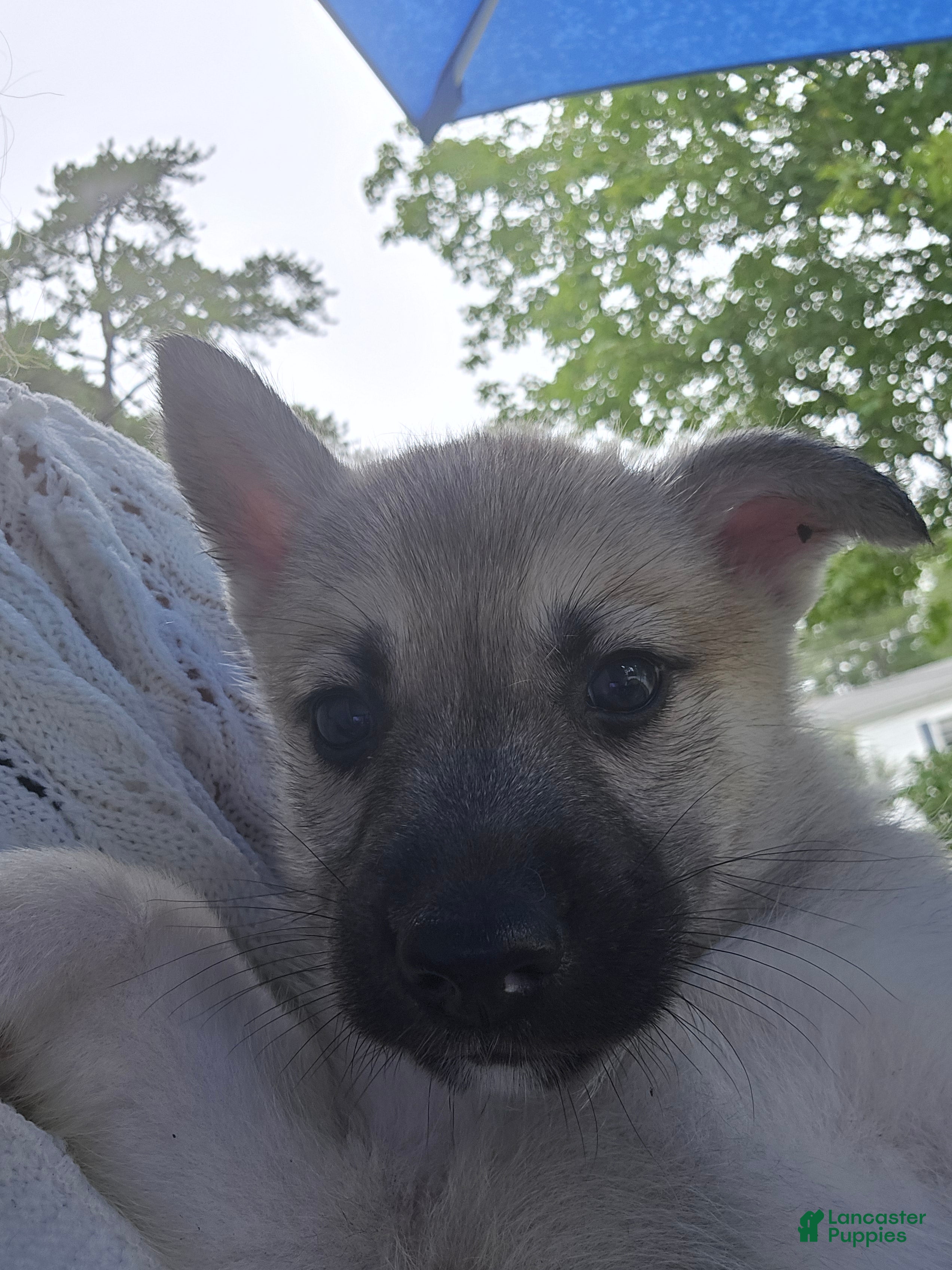 Gerberian Shepsky dogs Gerberian Shepsky 6 - Ad 2
