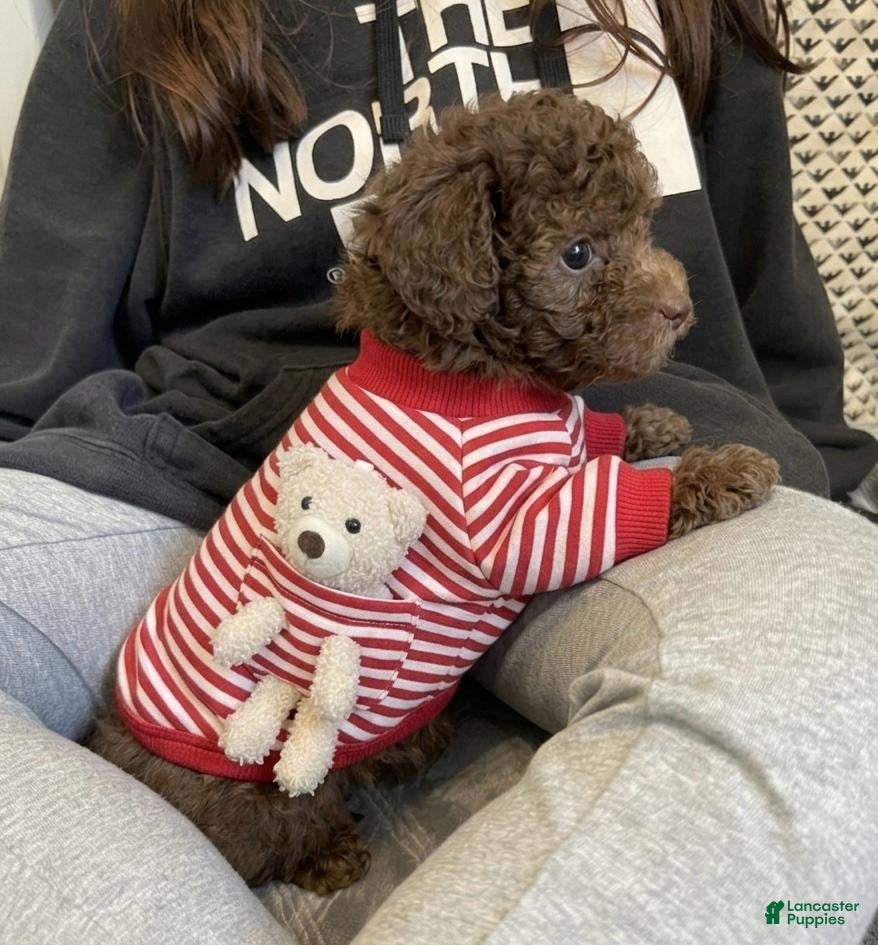 Toy Poodle dogs Baby Toy Poodle - Ad 2