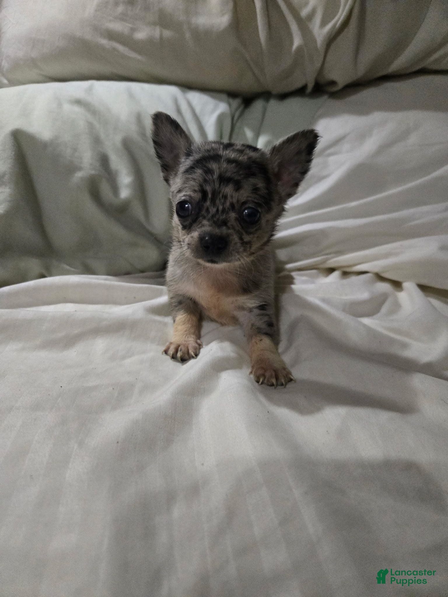 Chihuahua dogs Chihuahua 1 - Ad 22