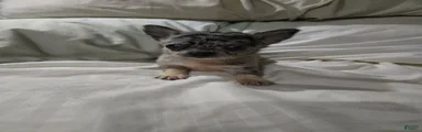 Chihuahua 1