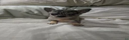 Chihuahua dogs for sale: Chihuahua 1 - Ad 1