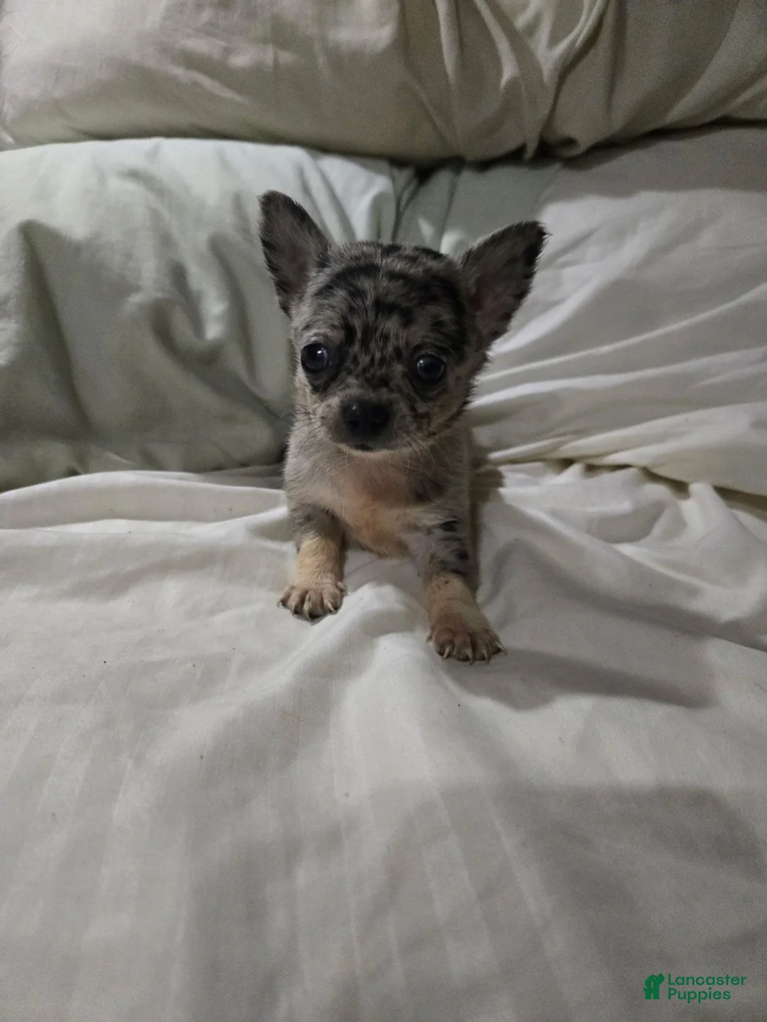 Chihuahua dogs for sale: Chihuahua 1 - Ad 1