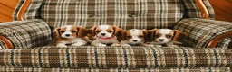Cavalier King Charles Spaniel dogs for sale: Katy - Ad 6