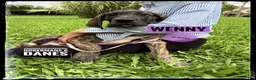 Great Dane dogs for sale: Wenny - Ad 9