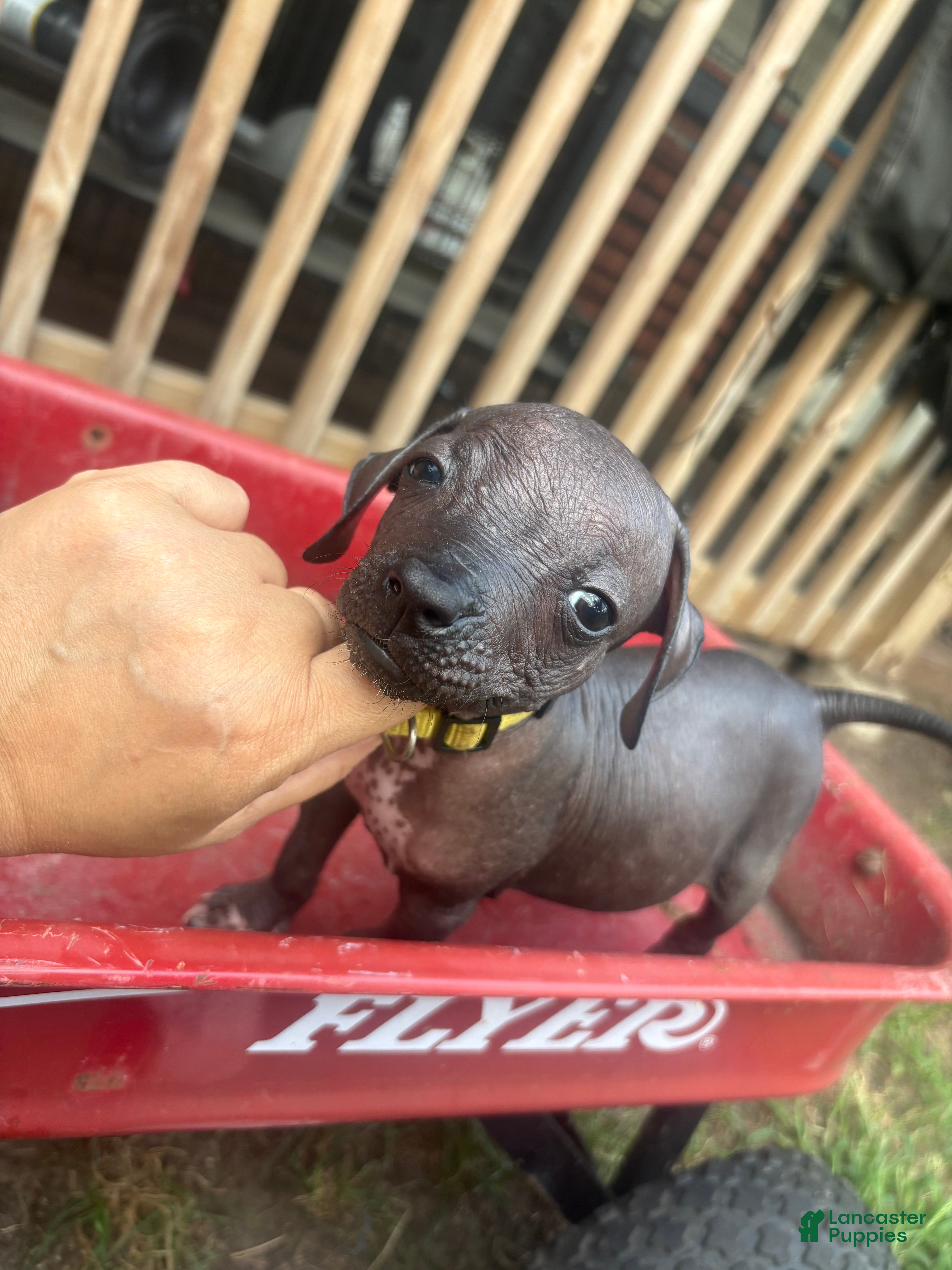 Xoloitzcuintle