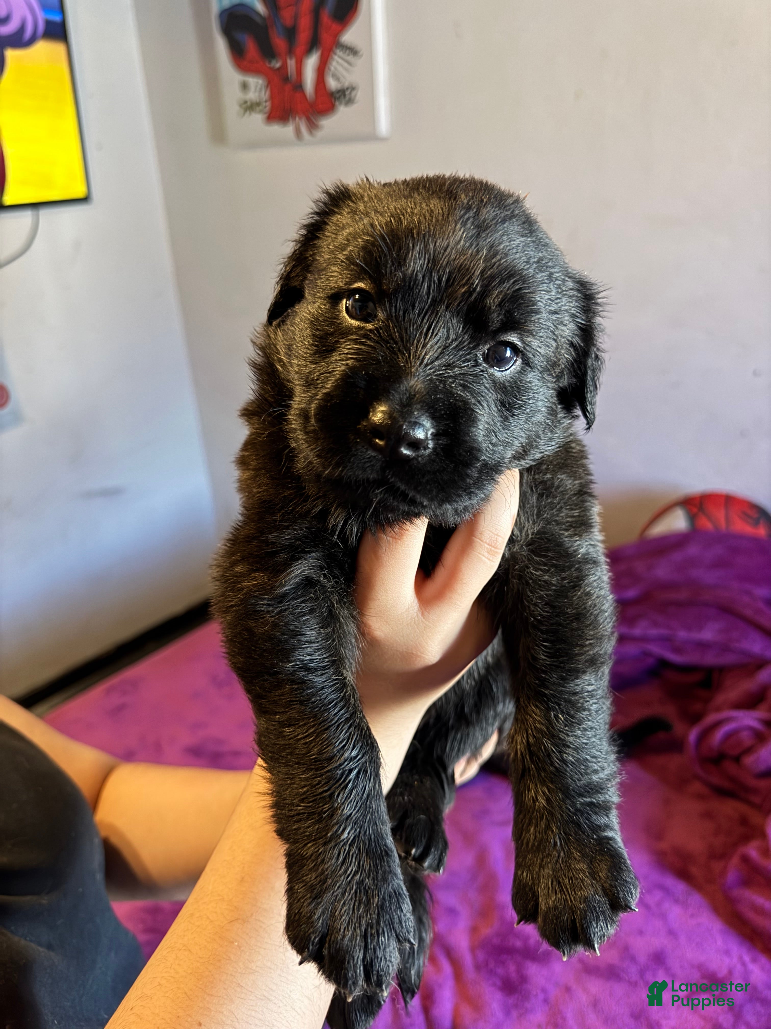 Mixed Breed dogs Mixed Breed Puppy 2 - Ad 17