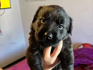 Mixed Breed dogs Mixed Breed Puppy 2 - Ad 17