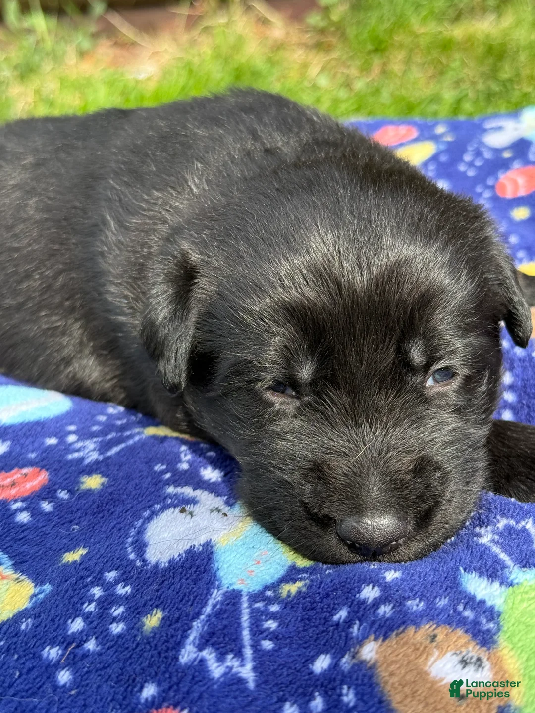 Mixed Breed dogs for sale: Ash - Ad 2