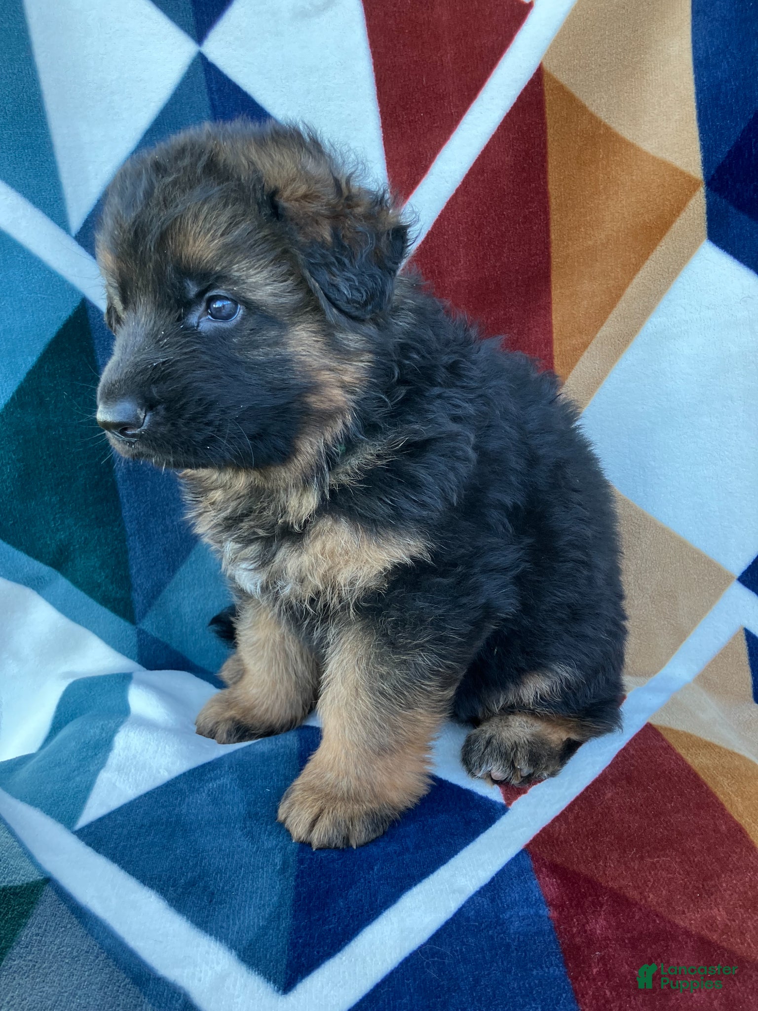 German Shepherd dogs for sale: Stetson-Male - Ad 1