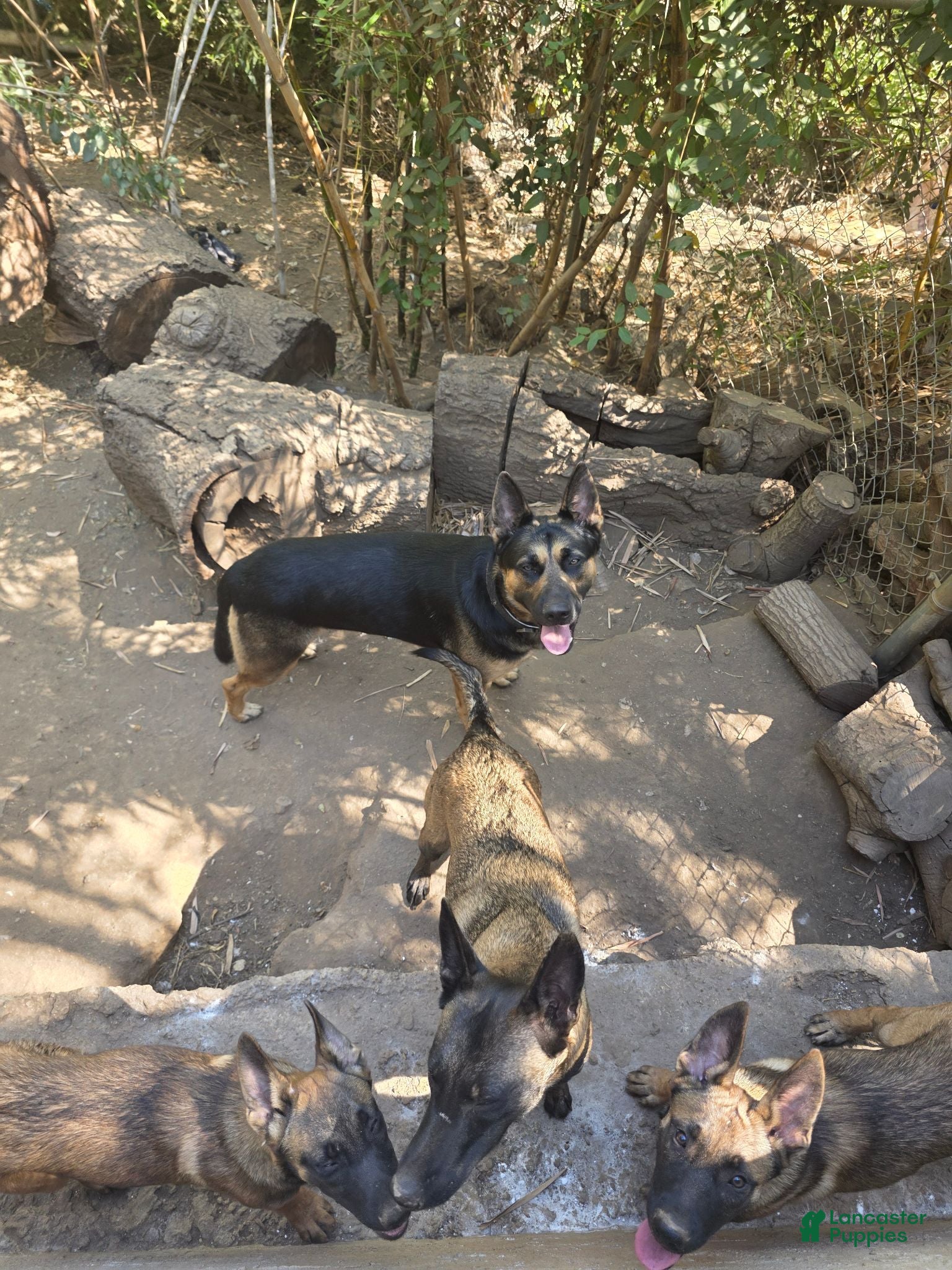 Mixed Breed dogs Mixed Breed 2 - Ad 37
