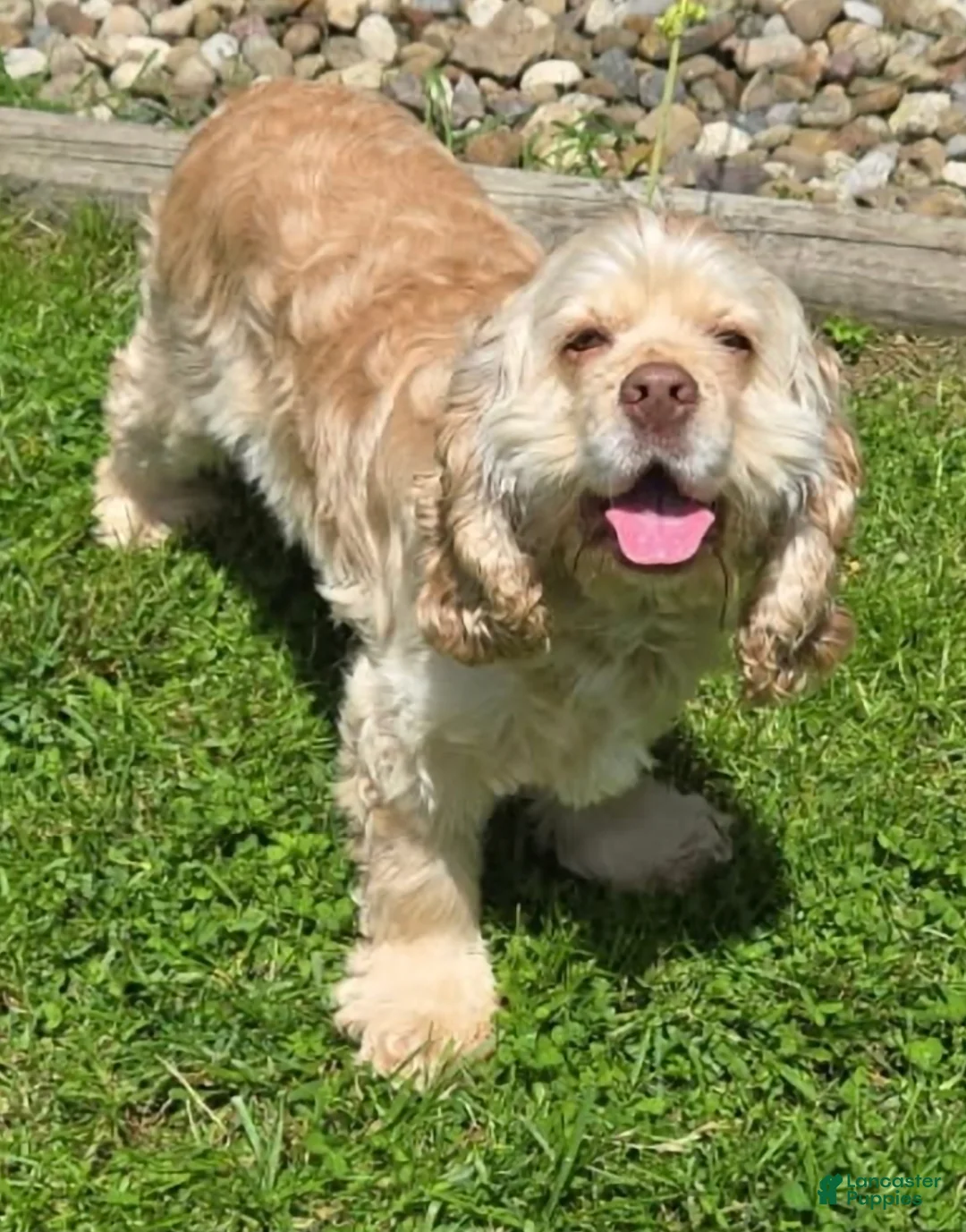 Cocker Spaniel dogs for sale: Charlie - Ad 4