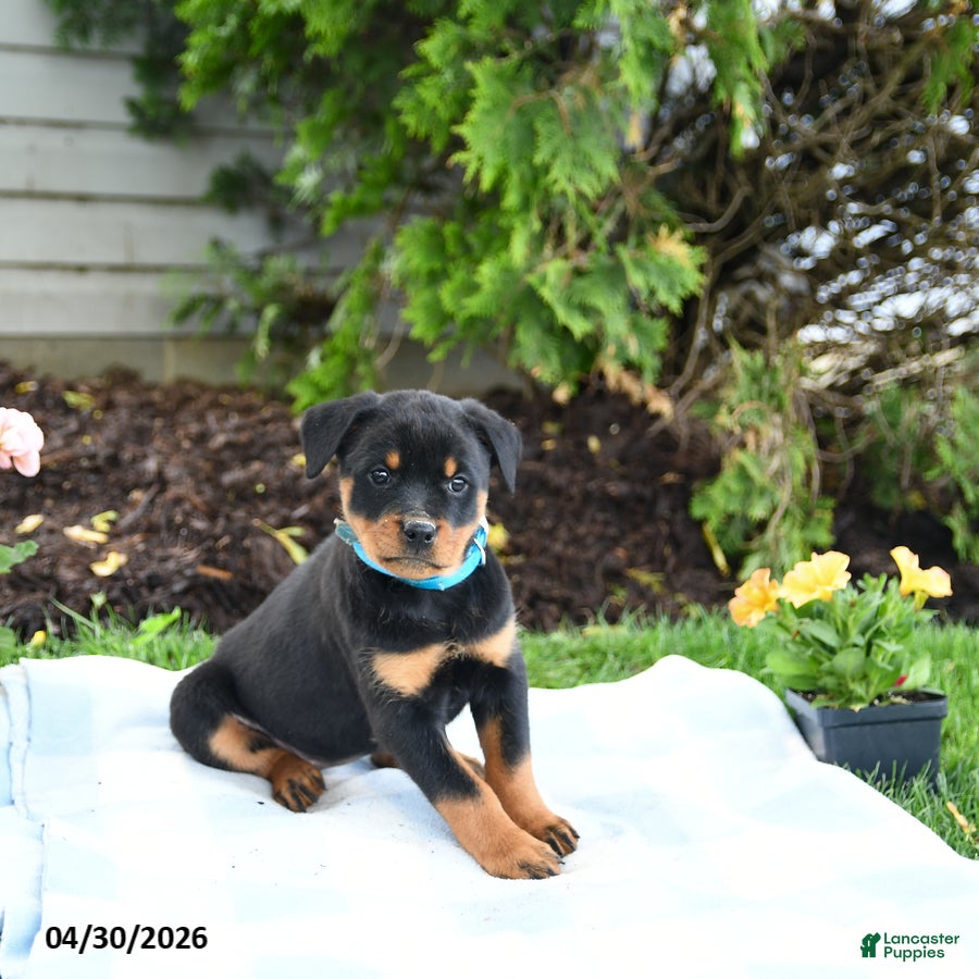 Rottweiler dogs Violet - Ad 1