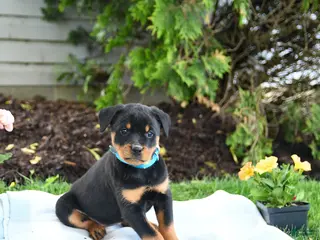 Rottweiler dogs for sale: Violet - Ad 3