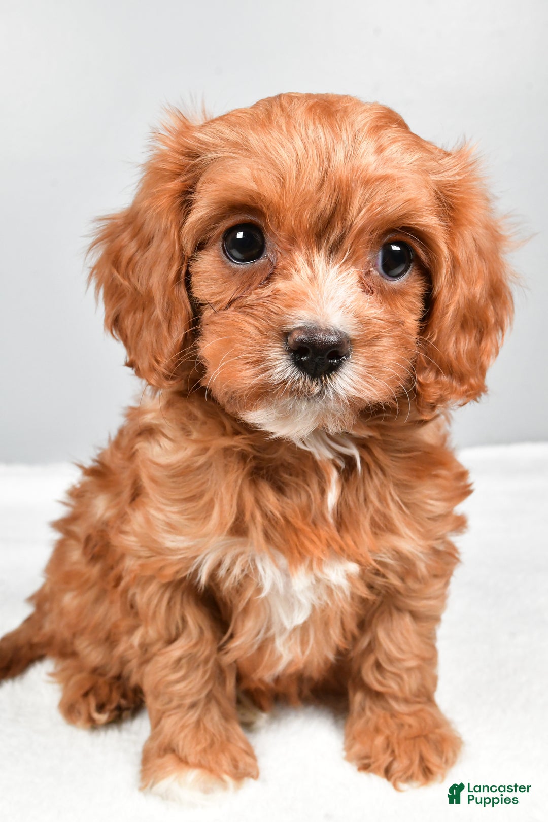 Cavapoo dogs for sale: Sasha - Ad 2