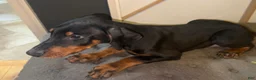 Doberman Pinscher dogs for sale: Glock Black and Tan - Ad 1