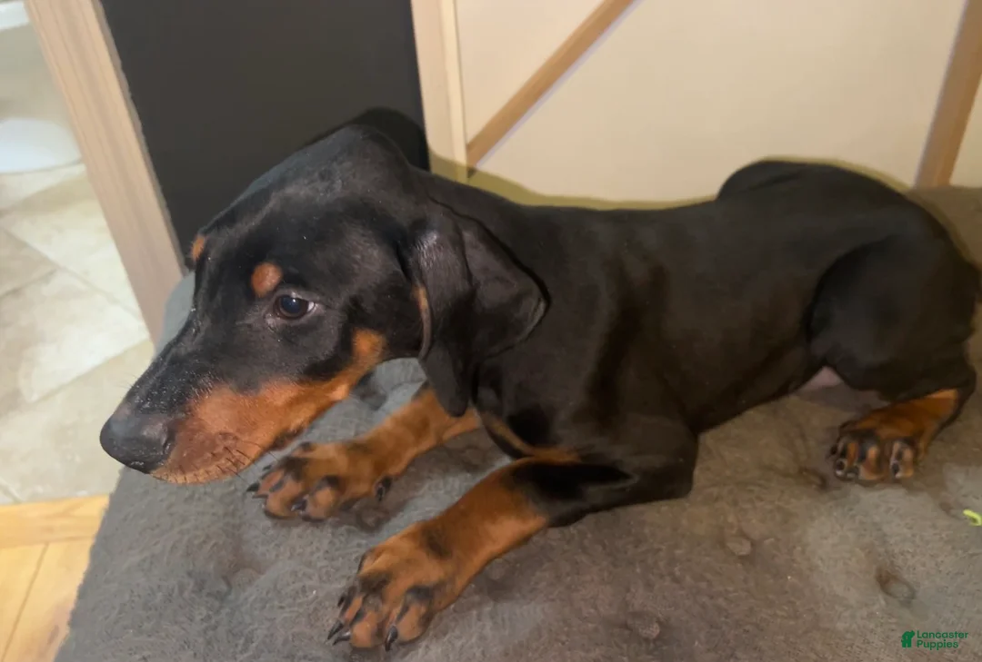 Doberman Pinscher dogs for sale: Glock Black and Tan - Ad 1