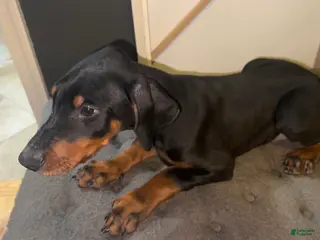 Doberman Pinscher dogs Glock Black and Tan - Ad 32