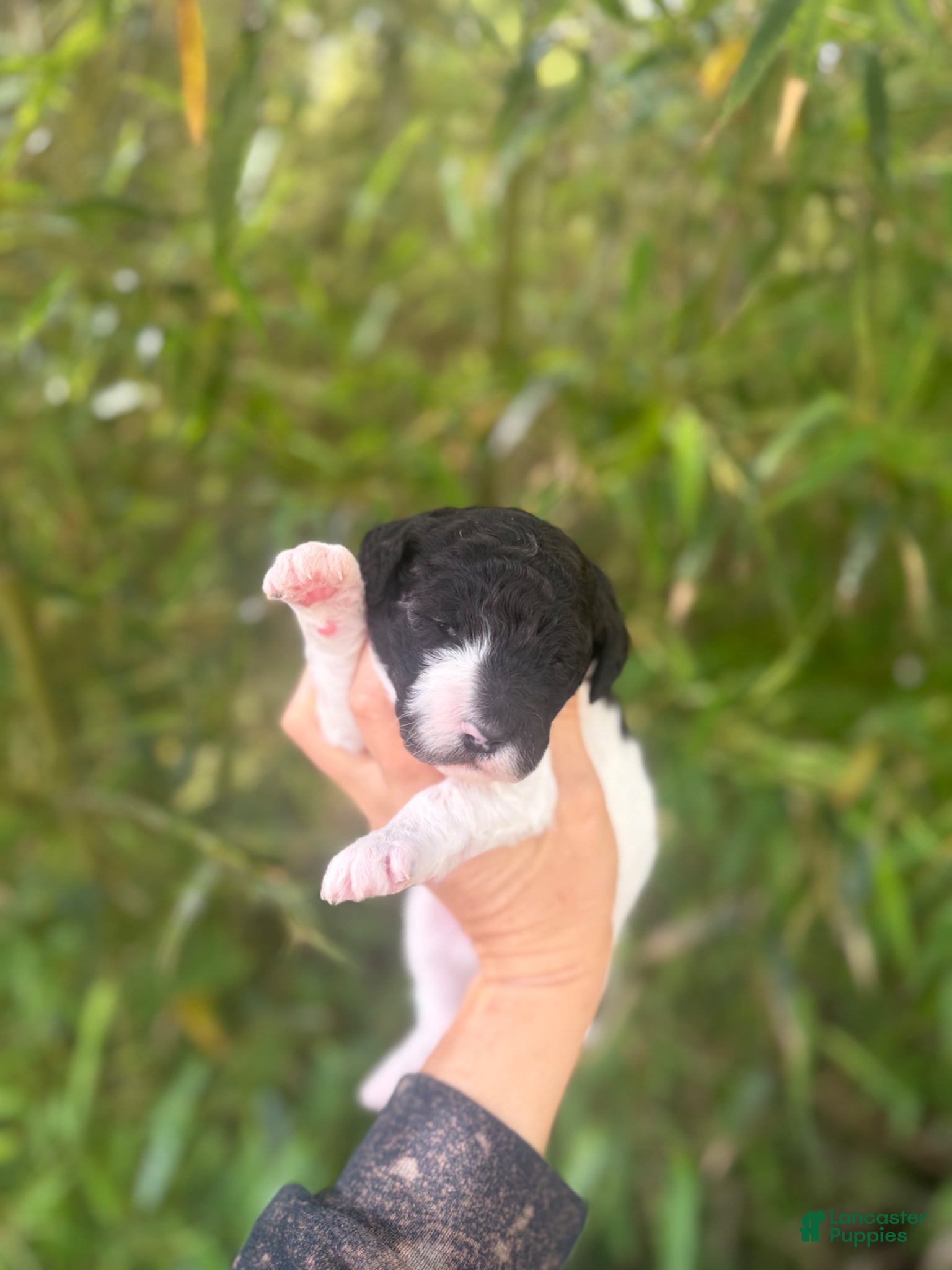 Aussiedoodle dogs Aussiedoodle Puppy 8 - Ad 24