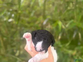 Aussiedoodle dogs Aussiedoodle Puppy 8 - Ad 24