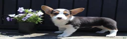 Welsh Corgi Pembroke dogs for sale: Silas - Ad 3