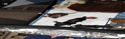 Chihuahua dogs for sale: Chocolate and white female  - Ad 5