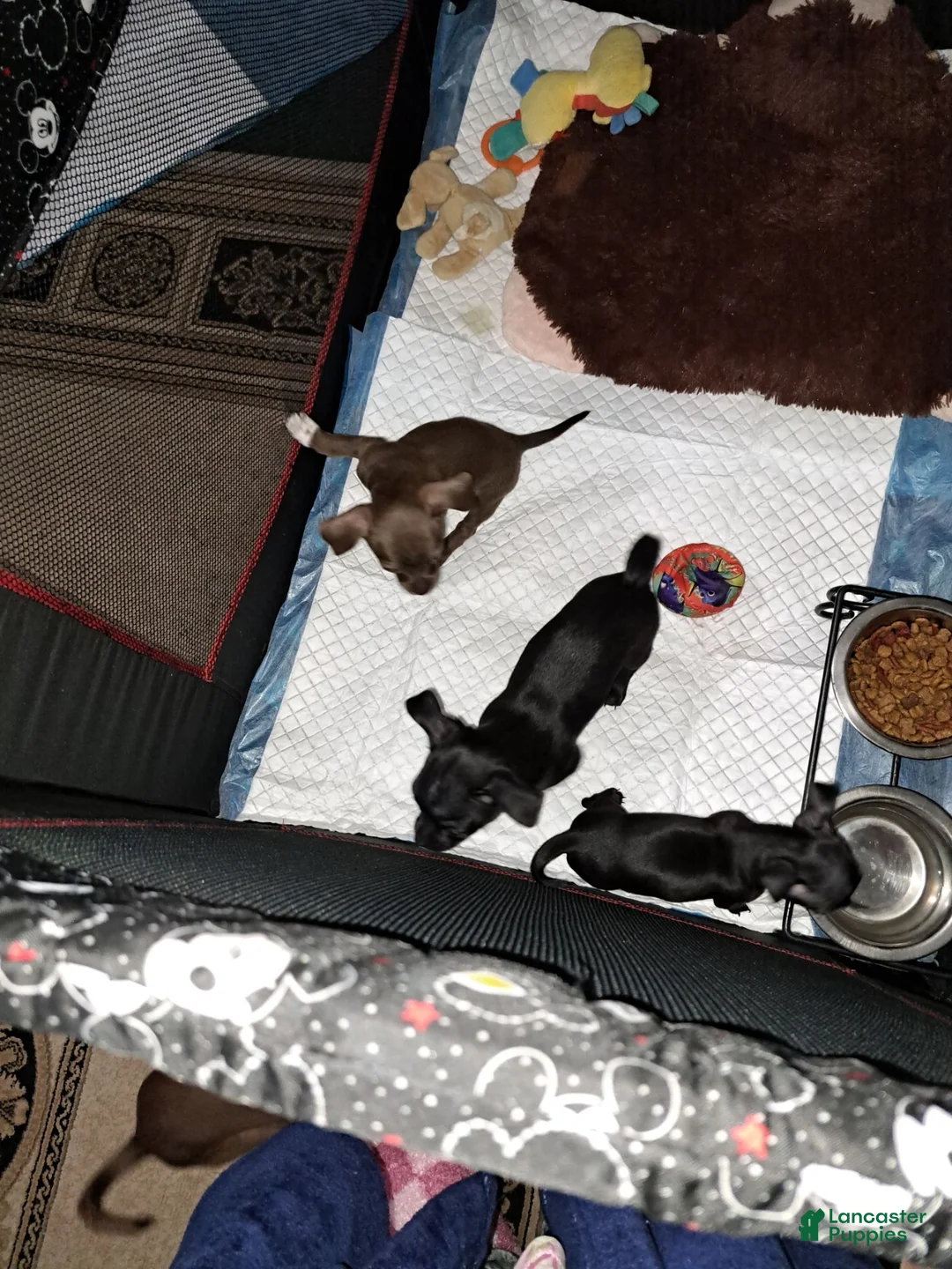 Chihuahua dogs for sale: Chocolate and white female  - Ad 5