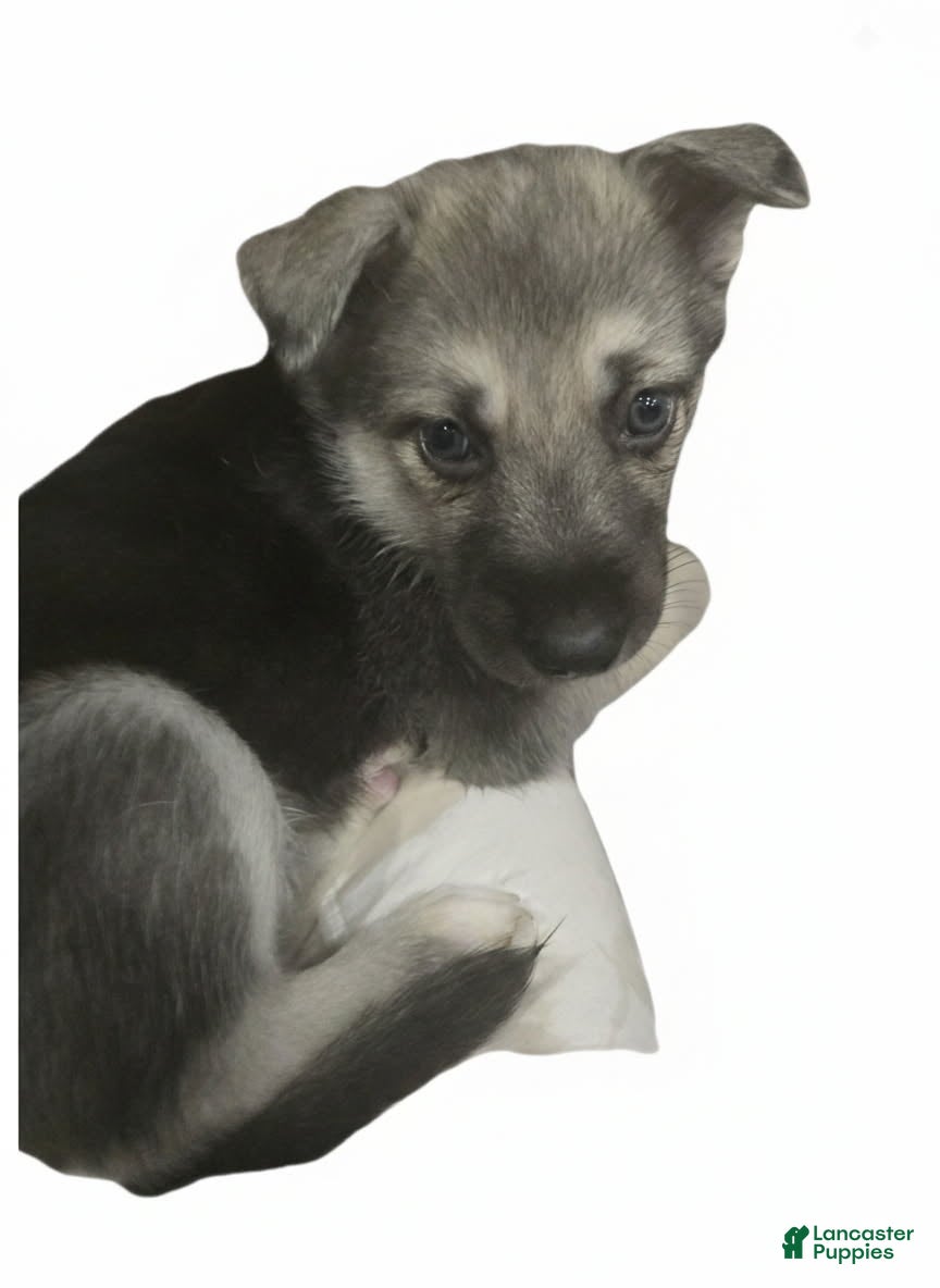 Gerberian Shepsky dogs Beauty - Ad 15