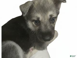 Gerberian Shepsky dogs Beauty - Ad 15