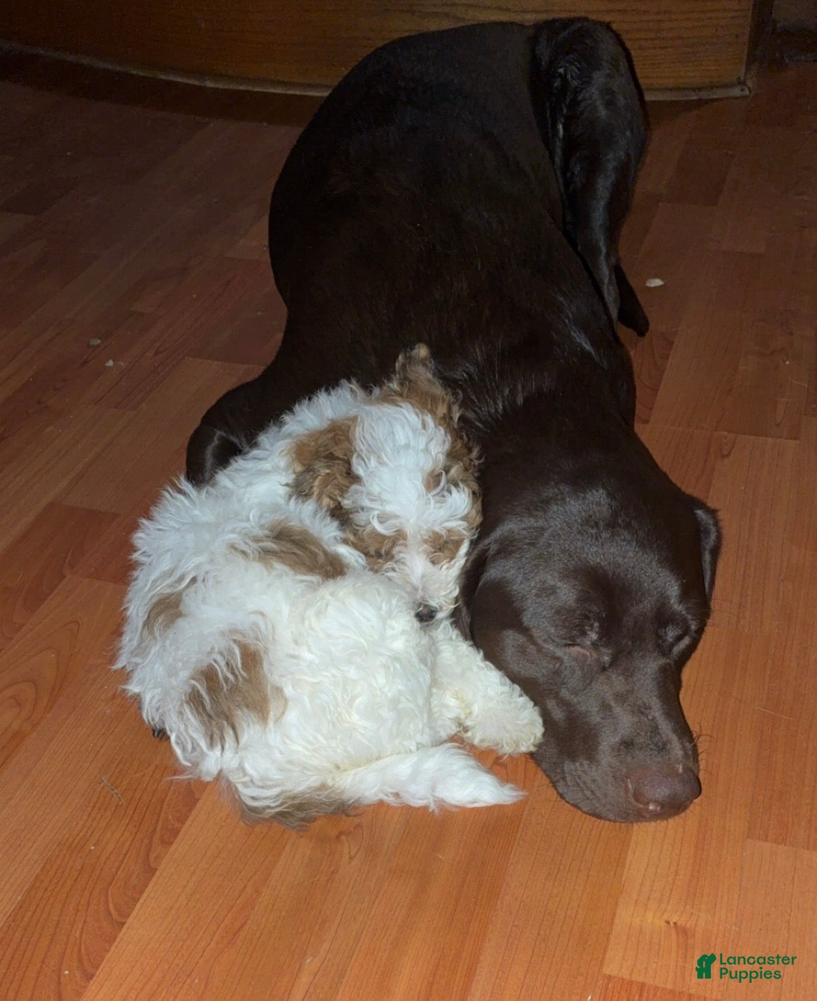 Shihpoo dogs Shihpoo Puppy 2 - Ad 25