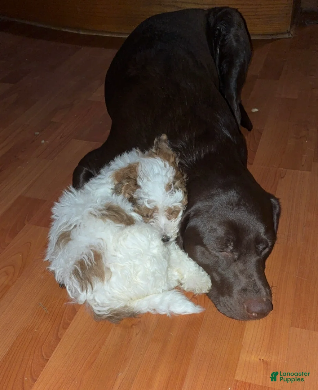 Shihpoo dogs for sale: Shihpoo Puppy 2 - Ad 1